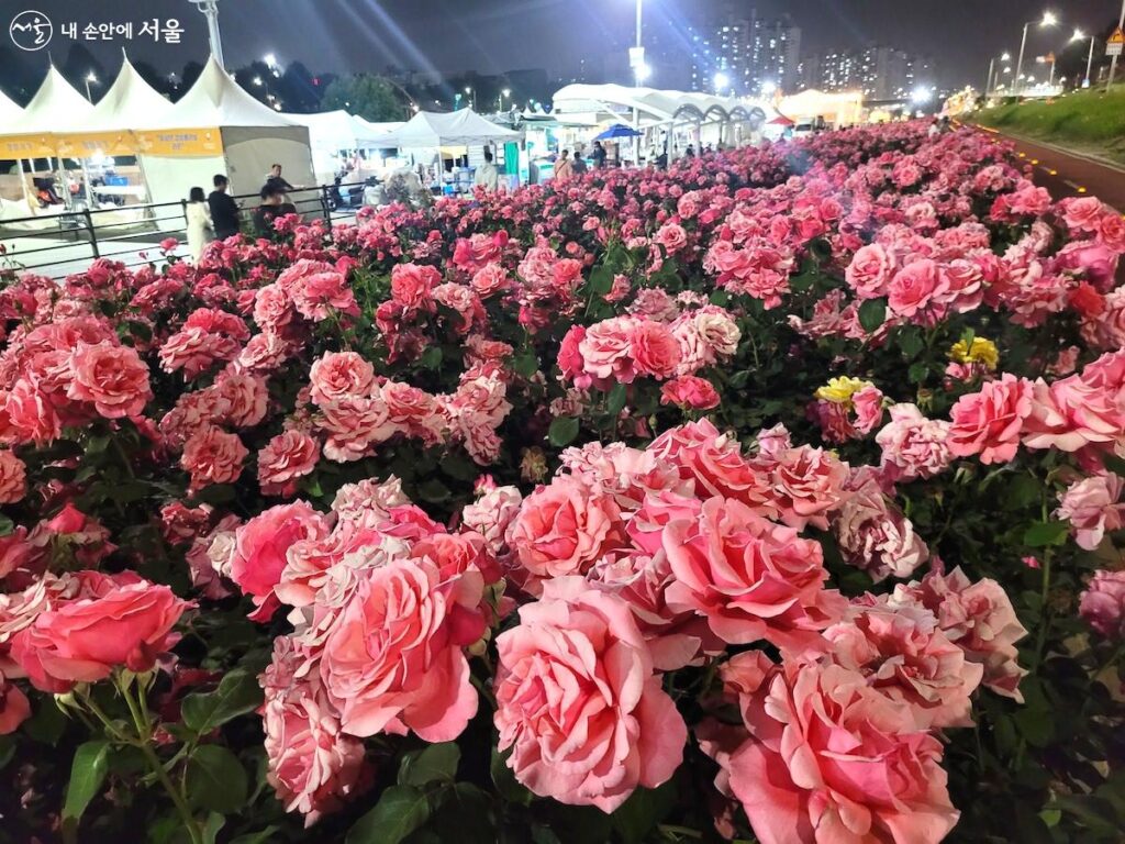 중랑 장미축제